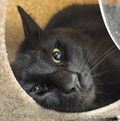 Shelter Stray Male Cat last seen Alpine Lake Road, Port Orchard, WA, 98367, Silverdale, WA 98383