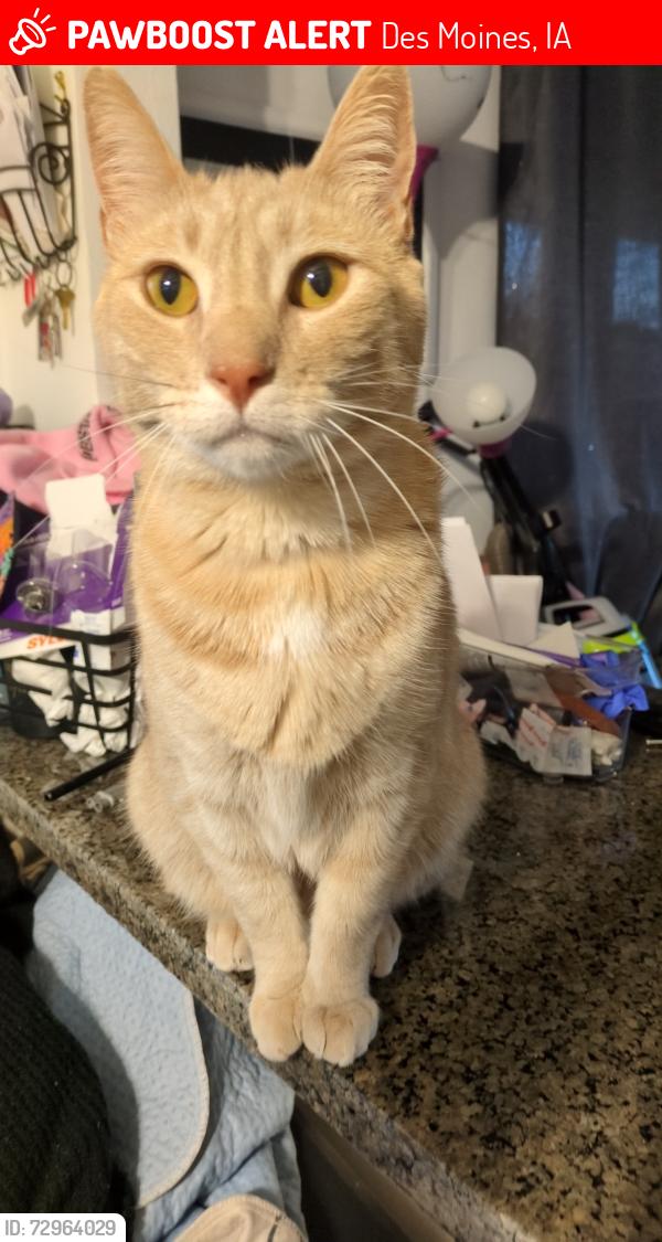 Lost Male Cat last seen E Watrous between S Union and SE 5th St, Des Moines, IA 50315