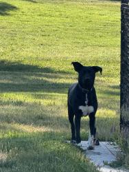 Found/Stray Female Dog last seen Sugar hse Park, Salt Lake City, UT 84106