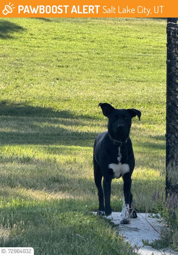 Found/Stray Female Dog last seen Sugar hse Park, Salt Lake City, UT 84106