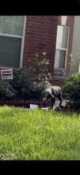 Found/Stray Unknown Dog last seen Champions forest, Houston, TX 77066