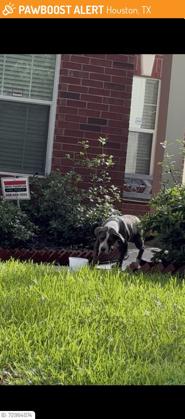 Found/Stray Unknown Dog last seen Champions forest, Houston, TX 77066