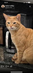 Lost Female Cat last seen Valley glow drive and wheatland, Los Angeles, CA 91352