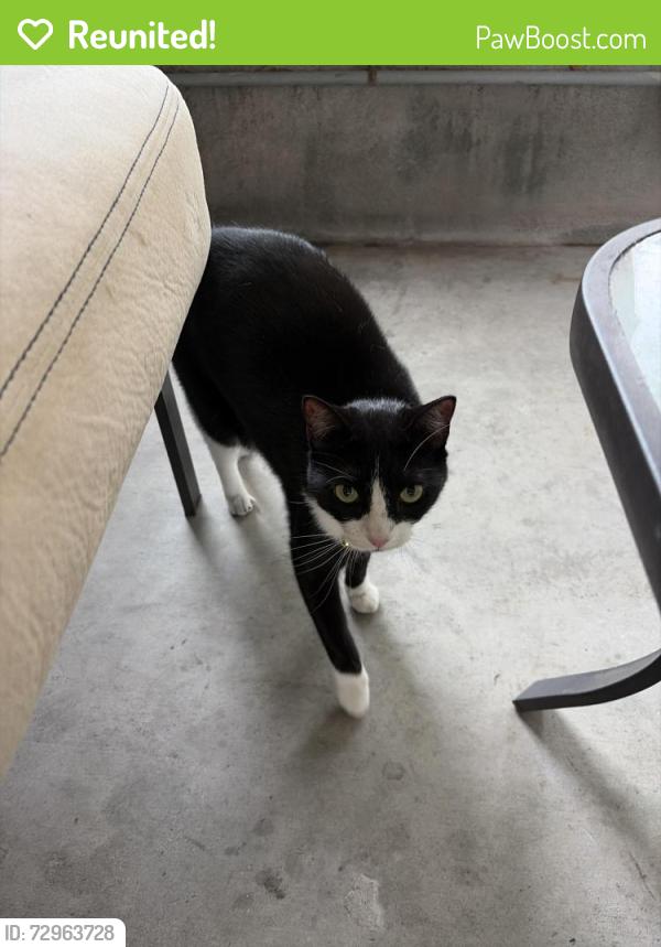 Reunited Unknown Cat last seen E Clifton and 22nd, Tampa, FL 33610