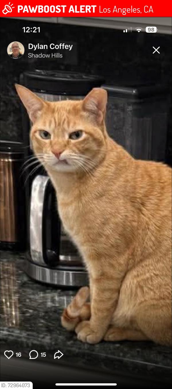 Lost Female Cat last seen Valley glow drive and wheatland, Los Angeles, CA 91352