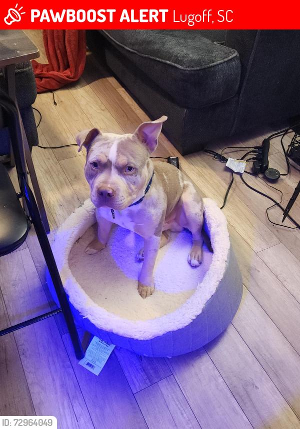 Lost Male Dog last seen Koon rd., Lugoff, SC 29078