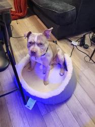 Lost Male Dog last seen Koon rd., Lugoff, SC 29078