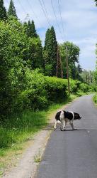 Found/Stray Male Dog last seen 17.6 mile post/Springwater Corridor/Gresham near Hogan Rd, Portland, OR 97266
