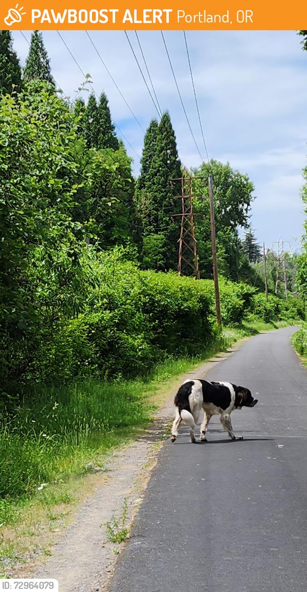 Found/Stray Male Dog last seen 17.6 mile post/Springwater Corridor/Gresham near Hogan Rd, Portland, OR 97266