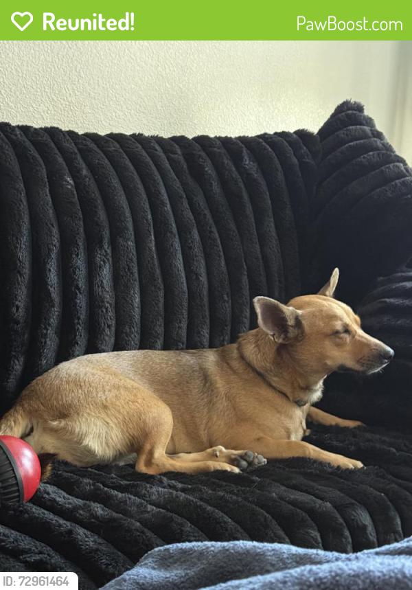 Reunited Female Dog last seen Near S Alma School Rd, Chandler, AZ 85224, USA, Chandler, AZ 85224