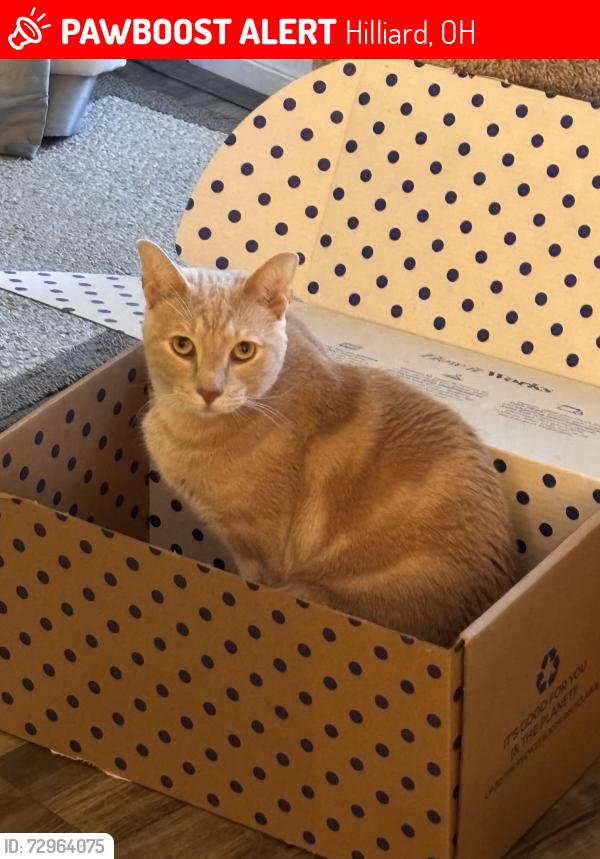 Lost Male Cat last seen Leap and Davidson , Hilliard, OH 43026