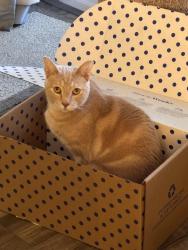 Lost Male Cat last seen Leap and Davidson , Hilliard, OH 43026