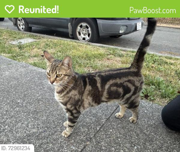 Reunited Unknown Cat last seen Home Rd, Santa Rosa, CA 95403