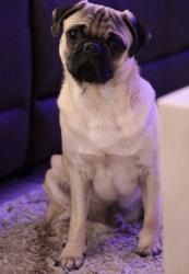 Reunited Male Dog last seen Corral Ave  , Kingsville, TX 78363