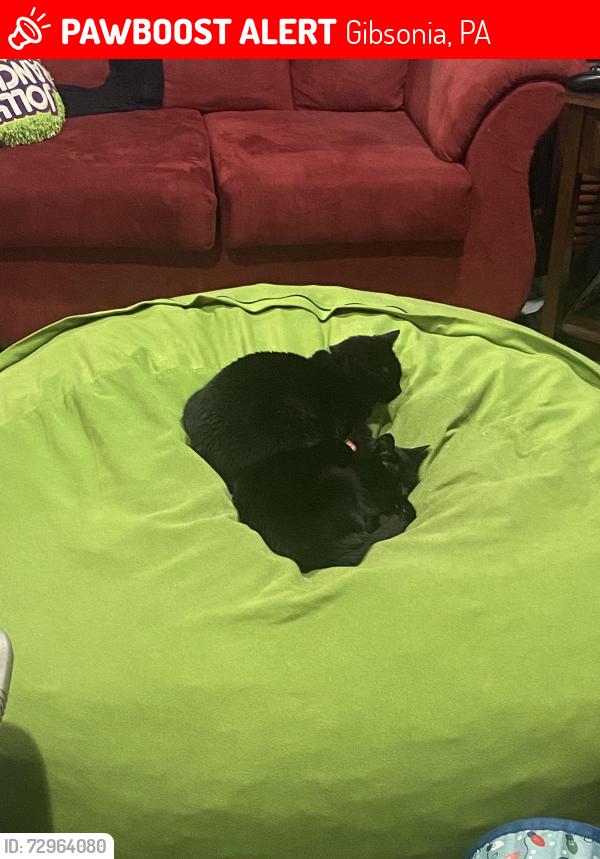 Lost Female Cat last seen East Bardonner Road and East Hardies Road, Gibsonia, PA 15044