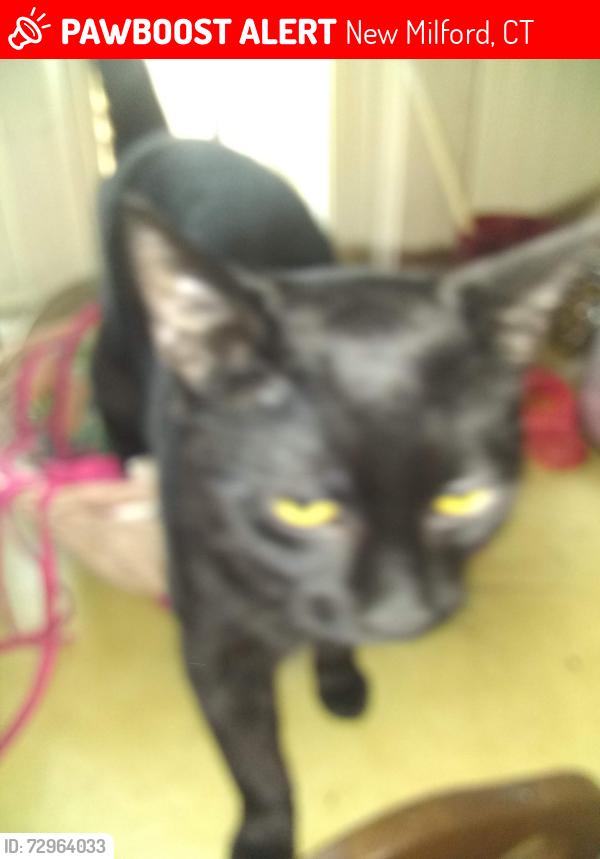 Lost Male Cat last seen Route 202, 12 Park Lane Rd, New ord, CT, New Milford, CT 06776