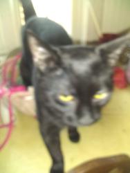 Lost Male Cat last seen Route 202, 12 Park Lane Rd, New ord, CT, New Milford, CT 06776