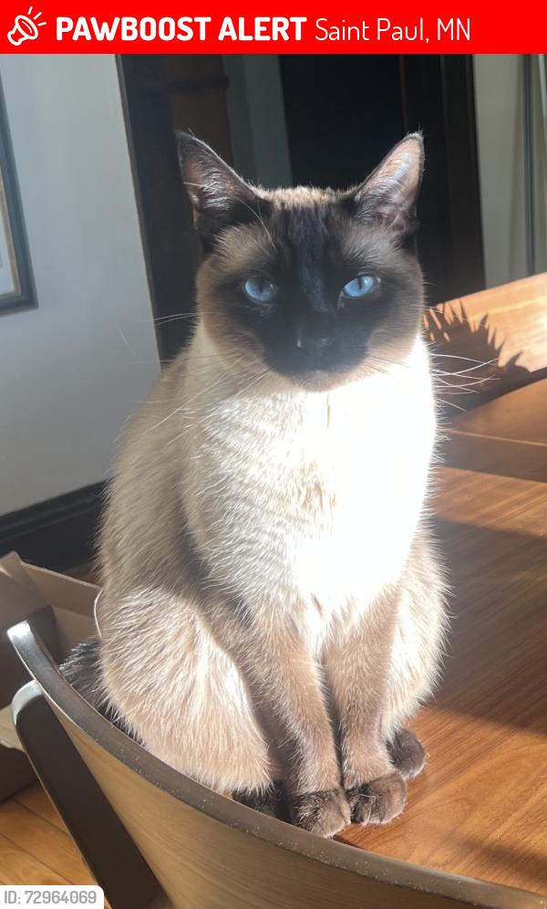 Lost Male Cat last seen Iglehart and Pierce, Saint Paul, MN 55104
