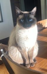 Lost Male Cat last seen Iglehart and Pierce, Saint Paul, MN 55104