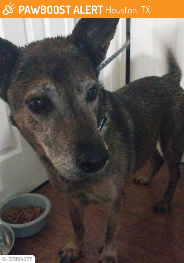 Found/Stray Male Dog last seen White oak trail Ln Houston TX 77064, Houston, TX 77007