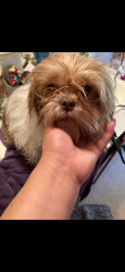 Lost Female Dog last seen Sprague st , Winston-Salem, NC 27107