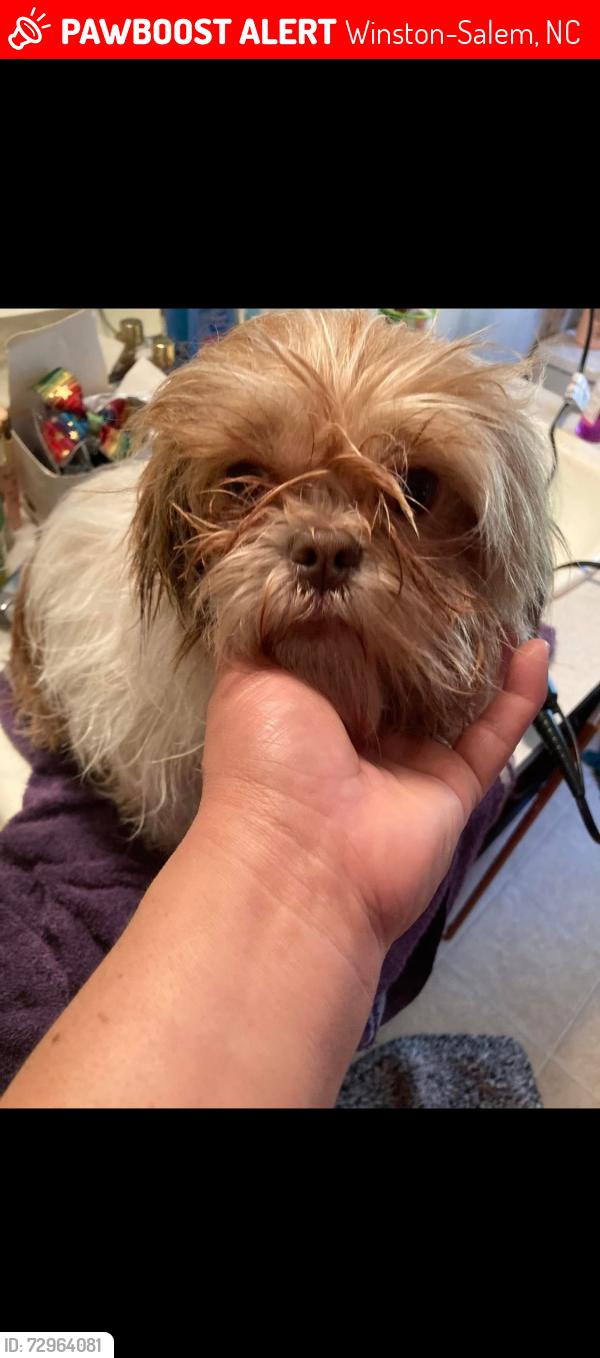 Lost Female Dog last seen Sprague st , Winston-Salem, NC 27107