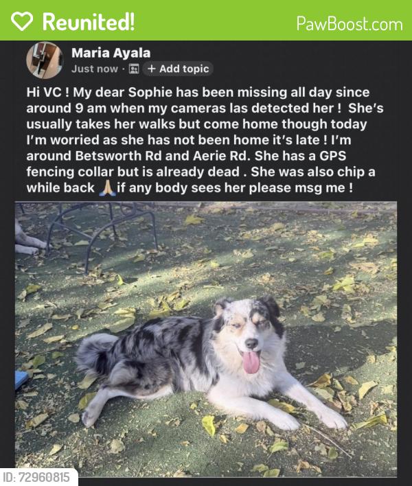 Reunited Female Dog last seen Aerie Rd, Valley Center, CA 92082