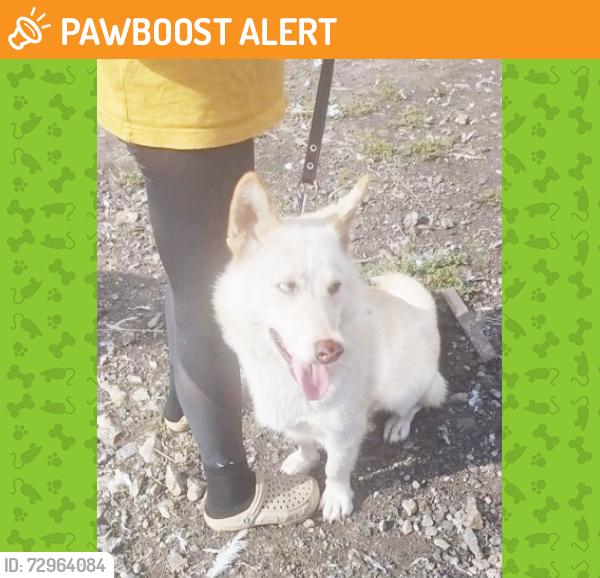 Found/Stray Female Dog last seen Country Oaks Blvd, Montgomery, Montgomery County, TX 77316