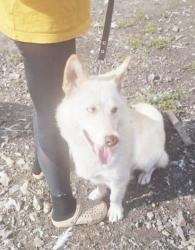 Found/Stray Female Dog last seen Country Oaks Blvd, Montgomery, Montgomery County, TX 77316