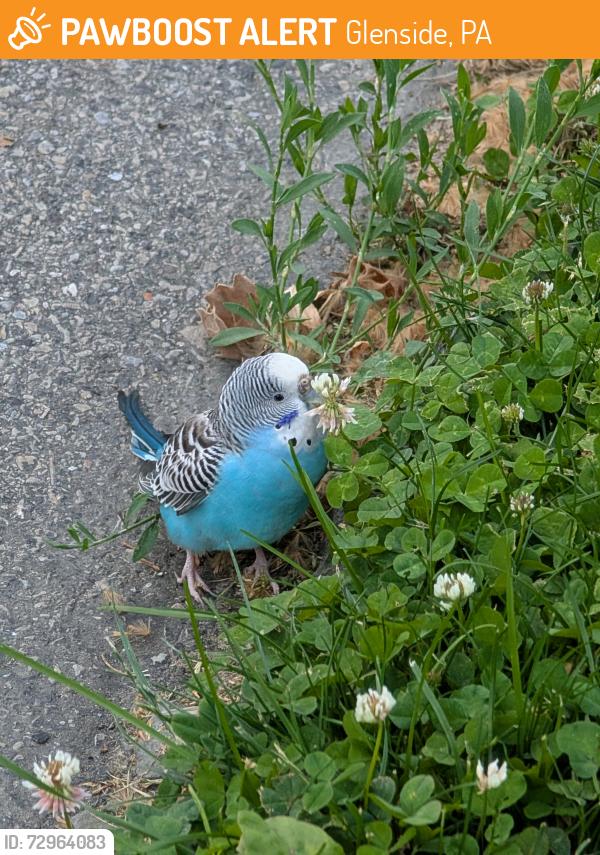 Found/Stray Unknown Bird last seen Lismore and waverly, Glenside, PA 19038