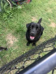Reunited Male Dog last seen Near McVoid Rd, Springtown, TX 76082, USA, Springtown, TX 76082