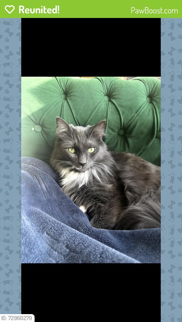 Reunited Male Cat last seen NE 103rd St & 5th Ave Ne , Seattle, WA 98125