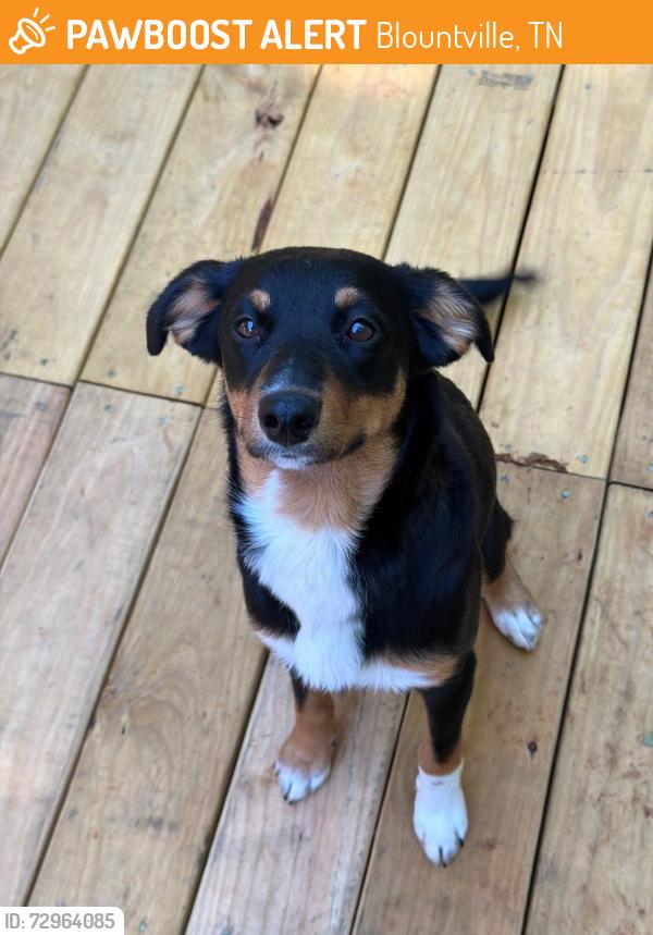 Found/Stray Female Dog last seen Bloomingdale Road, Blountville, TN 37617