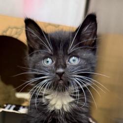 Shelter Stray Female Cat last seen , Palm Springs, CA 92264