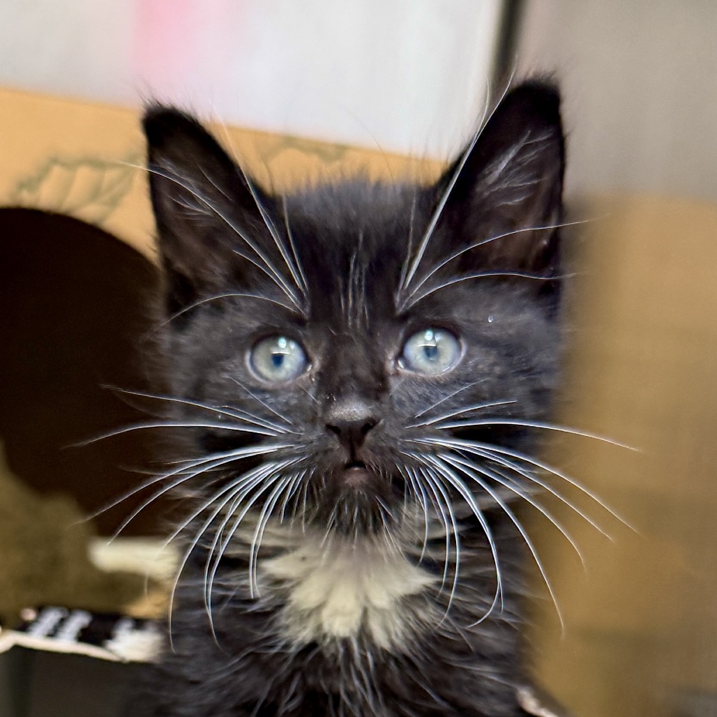 Shelter Stray Female Cat last seen , Palm Springs, CA 92264