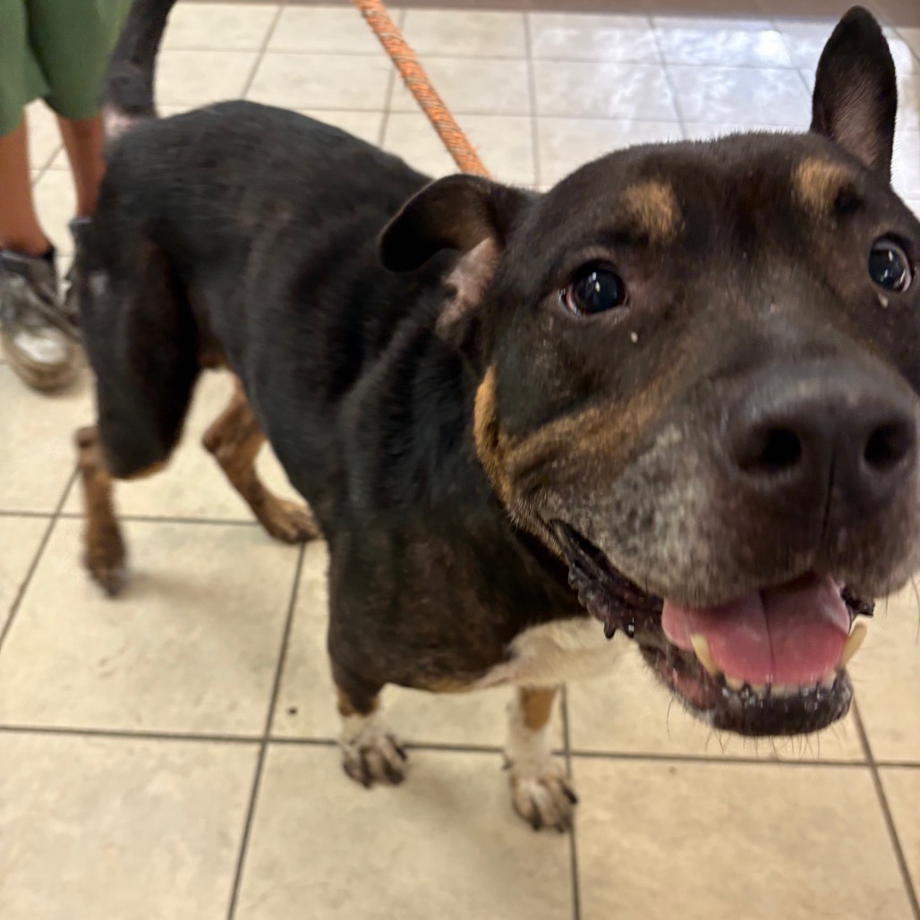 Shelter Stray Male Dog last seen , Columbus, GA 31907