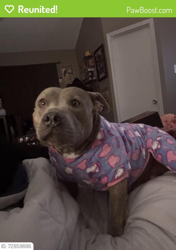 Reunited Female Dog last seen Lynn Creek, Arlington, TX 76001