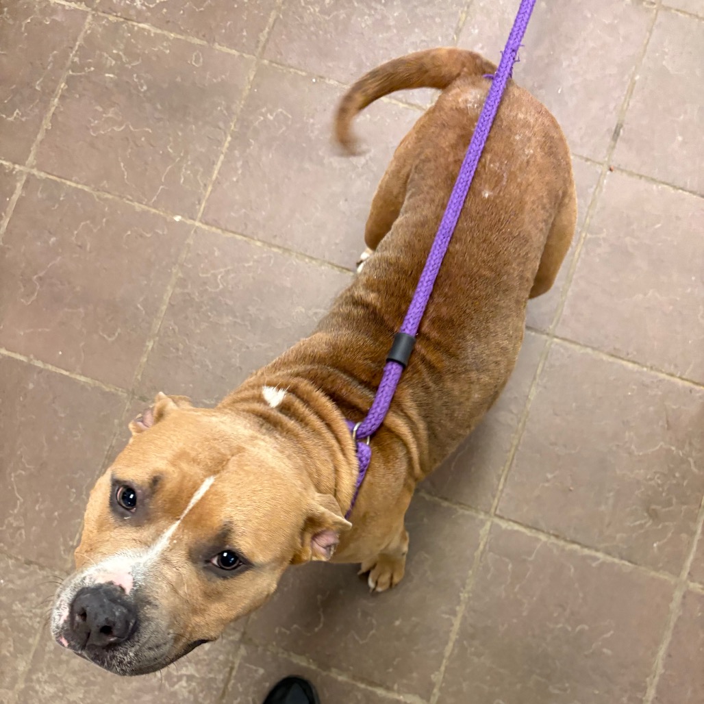 Shelter Stray Female Dog last seen , Columbus, GA 31907