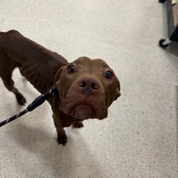 Shelter Stray Male Dog last seen , Jacksonville, FL 32216