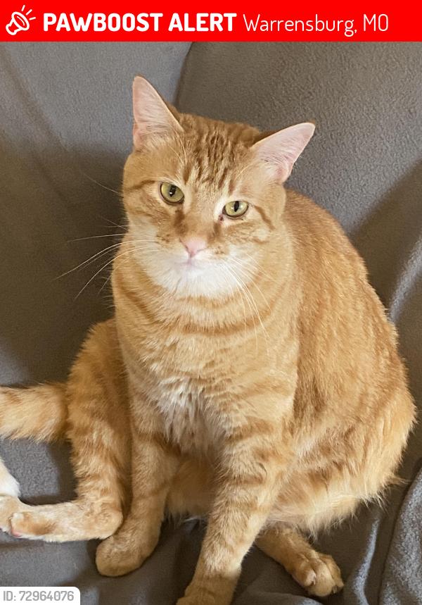 Lost Male Cat last seen Ridgeview Elemntary and Sacred Heart Church, Warrensburg, MO 64093