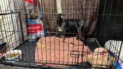 Lost Female Dog last seen Burke, Visalia, CA 93292