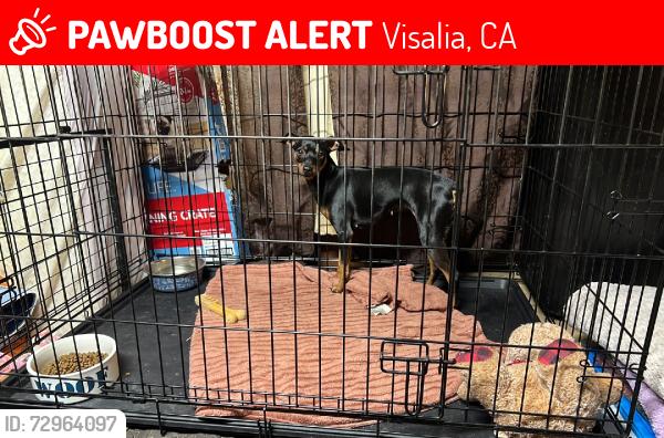 Lost Female Dog last seen Burke, Visalia, CA 93292