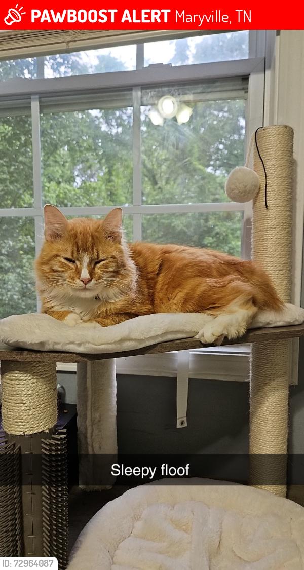Lost Male Cat last seen N Everett high rd, Maryville, TN 37804