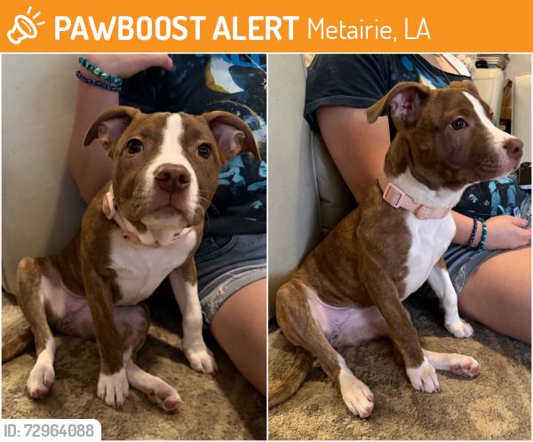 Found/Stray Female Dog last seen 6th St and N. Hullen, Metairie, LA 70002