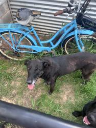 Reunited Female Dog last seen Near McVoid Rd, Springtown, TX 76082, USA, Springtown, TX 76082