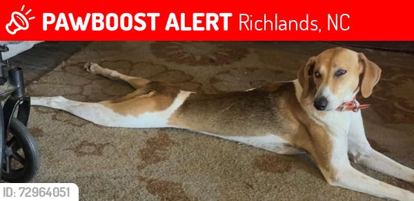 Lost Male Dog last seen Coston Rd and Turtles Rd, Richlands, NC 28574
