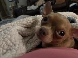 Lost Male Dog last seen I don’t know , Youngsville, LA 70592