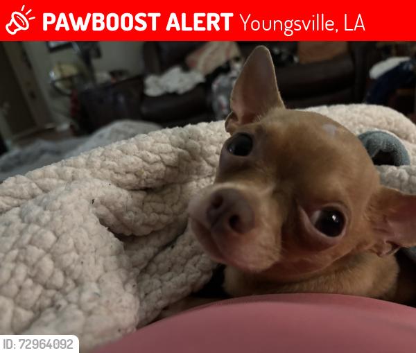 Lost Male Dog last seen I don’t know , Youngsville, LA 70592