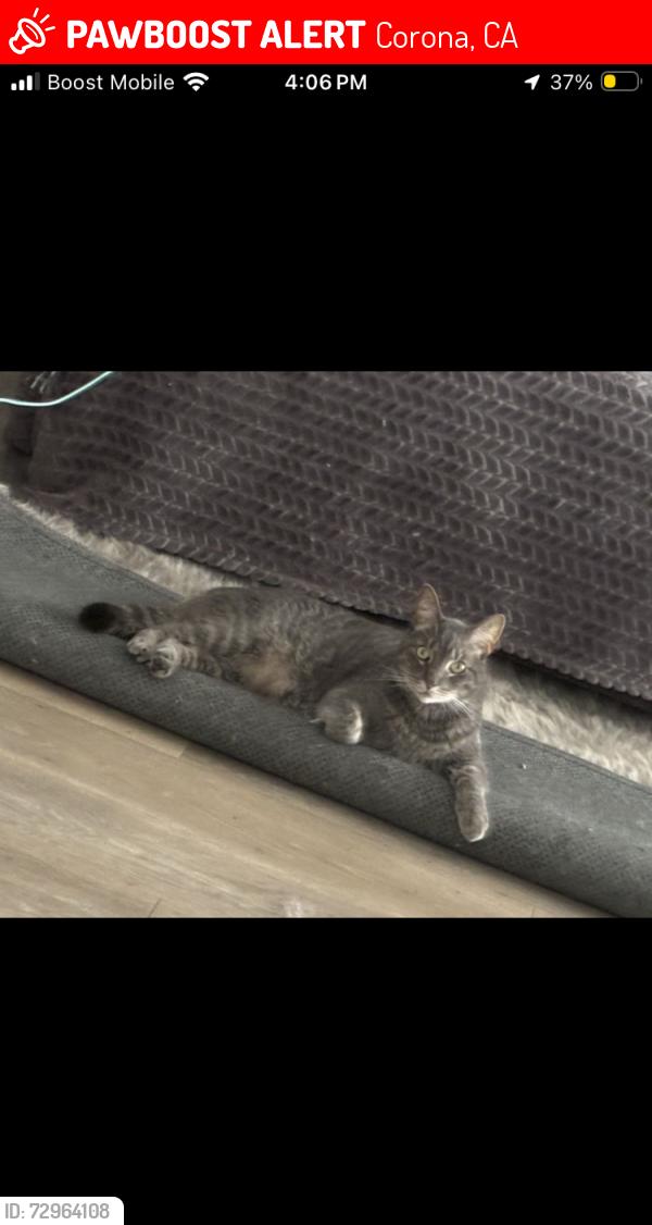 Lost Male Cat last seen N Promenade Ave/Mckinley, Corona, CA 92879