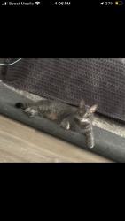 Lost Male Cat last seen N Promenade Ave/Mckinley, Corona, CA 92879